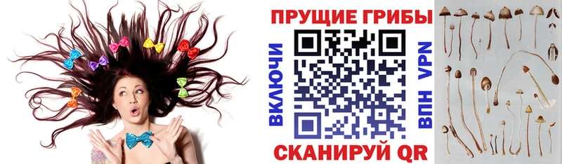 hydra маркетплейс  Семёнов  Галлюциногенные грибы Psilocybe 